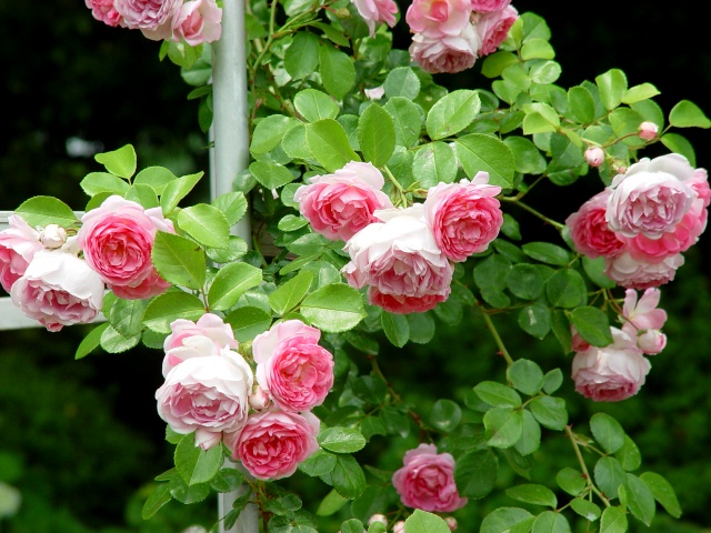 按此在新視窗瀏覽圖片