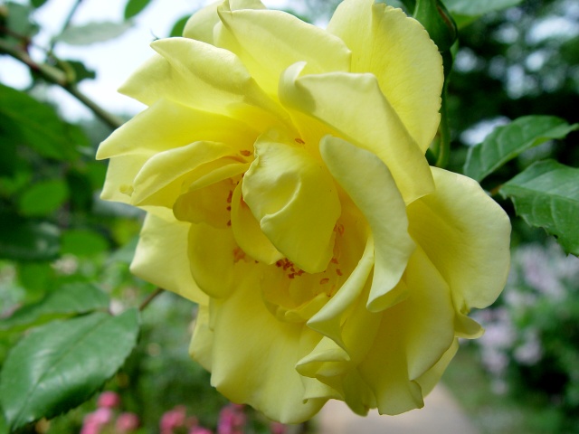 按此在新視窗瀏覽圖片