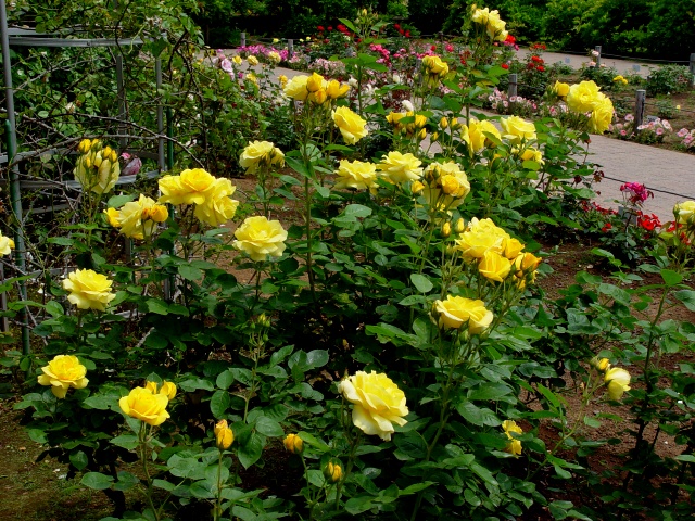 按此在新視窗瀏覽圖片