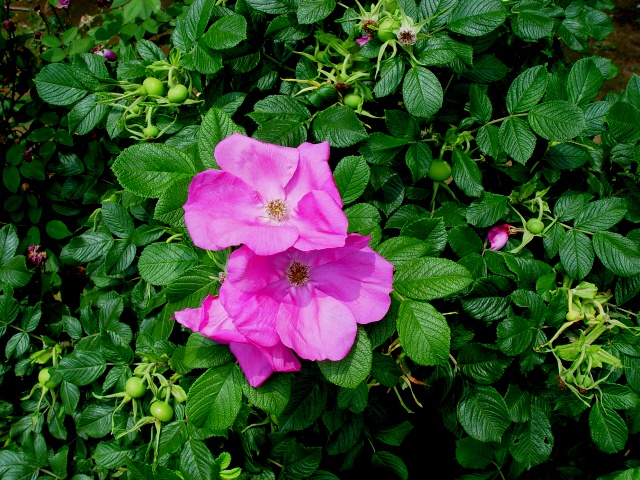 按此在新視窗瀏覽圖片