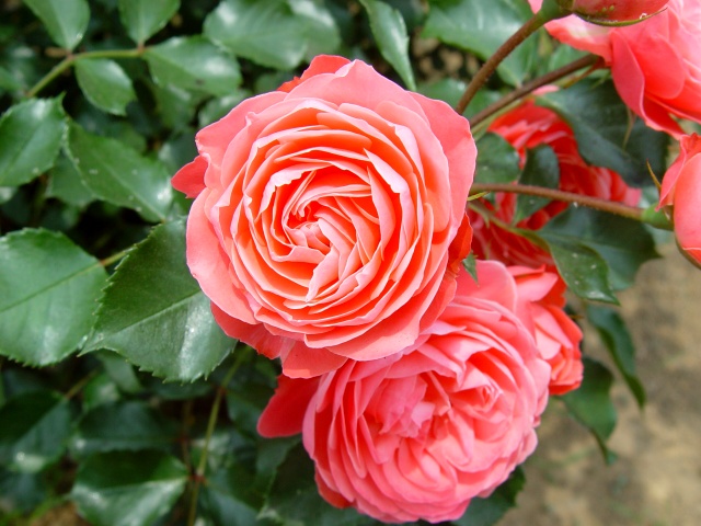 按此在新視窗瀏覽圖片