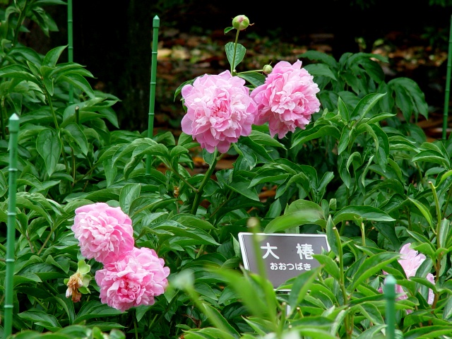 按此在新視窗瀏覽圖片