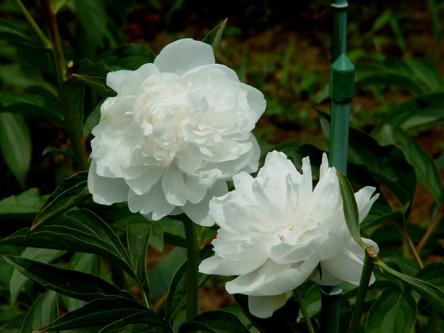 按此在新視窗瀏覽圖片