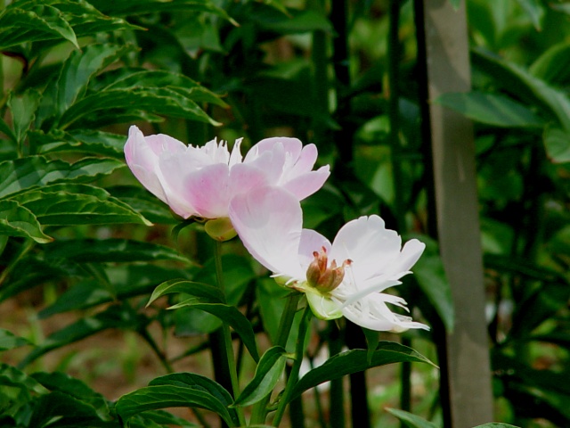 按此在新視窗瀏覽圖片