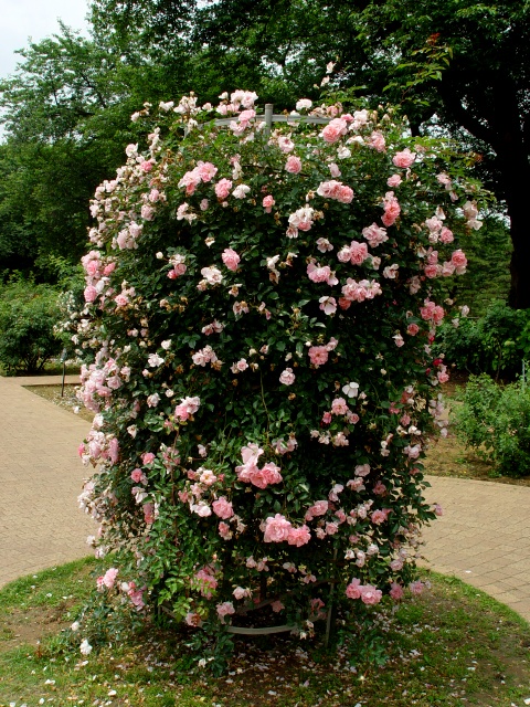 按此在新視窗瀏覽圖片