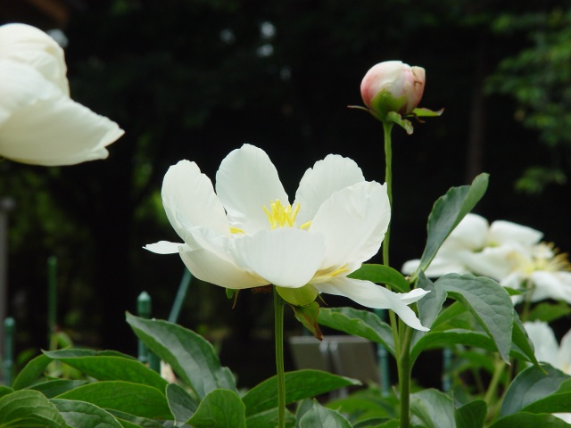 按此在新視窗瀏覽圖片