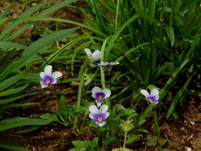 按此在新視窗瀏覽圖片