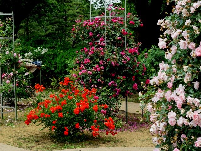 按此在新視窗瀏覽圖片