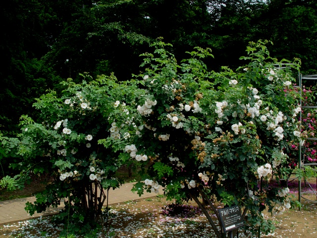 按此在新視窗瀏覽圖片