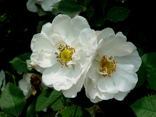 按此在新視窗瀏覽圖片