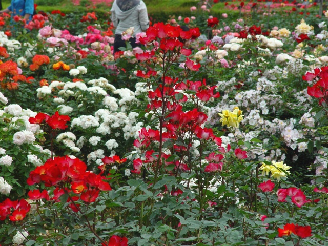 按此在新視窗瀏覽圖片