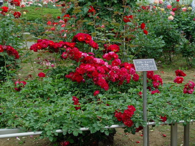 按此在新視窗瀏覽圖片