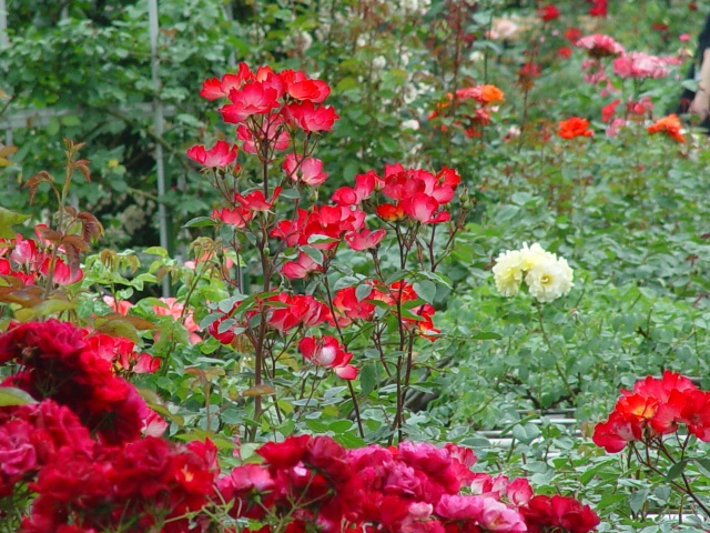 按此在新視窗瀏覽圖片