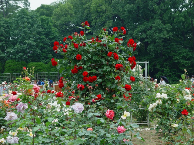 按此在新視窗瀏覽圖片