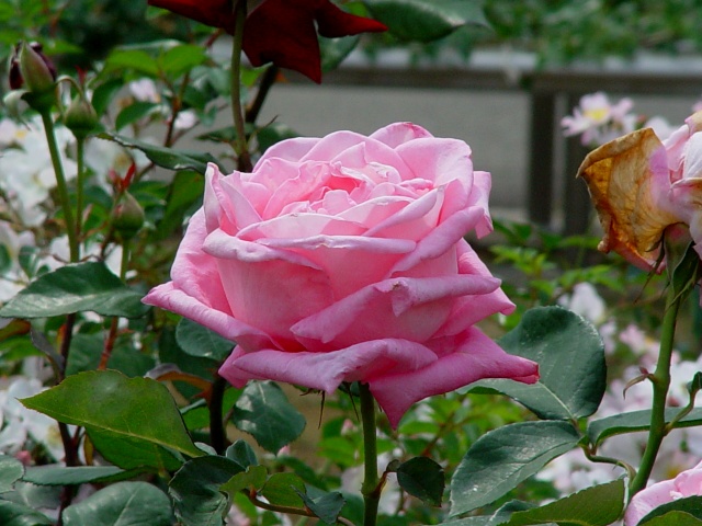 按此在新視窗瀏覽圖片