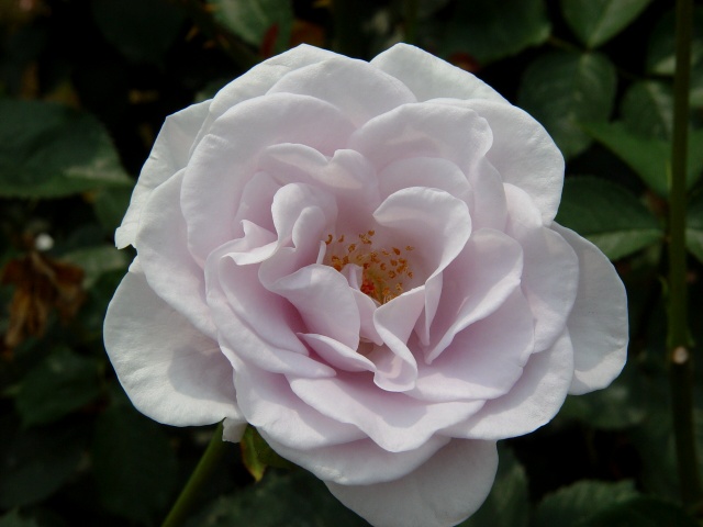 按此在新視窗瀏覽圖片