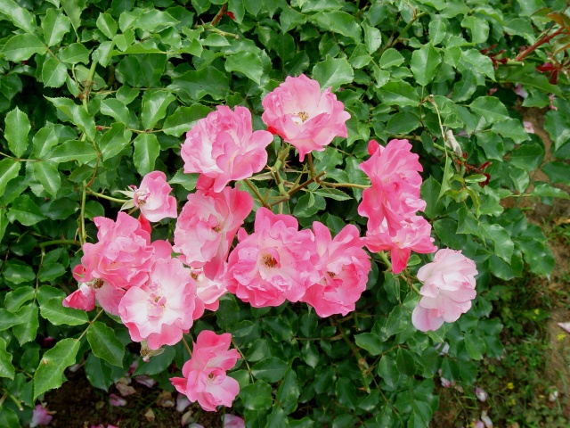 按此在新視窗瀏覽圖片