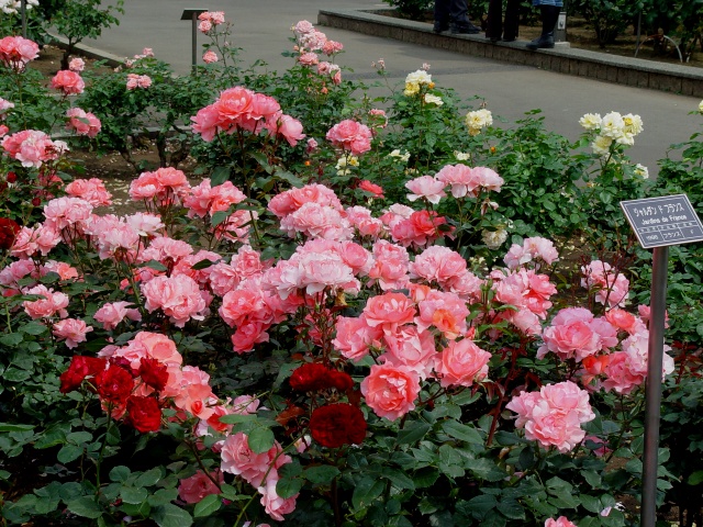 按此在新視窗瀏覽圖片