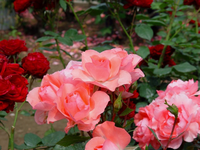 按此在新視窗瀏覽圖片