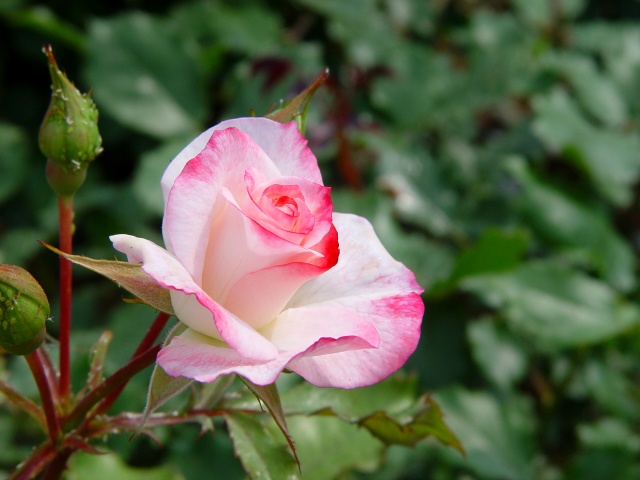 按此在新視窗瀏覽圖片