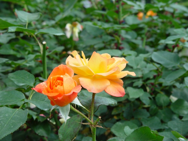 按此在新視窗瀏覽圖片