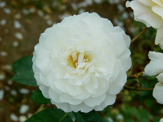 按此在新視窗瀏覽圖片