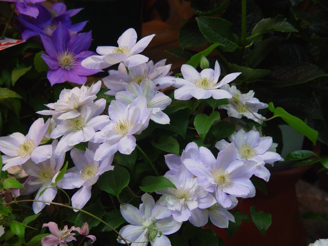 按此在新視窗瀏覽圖片