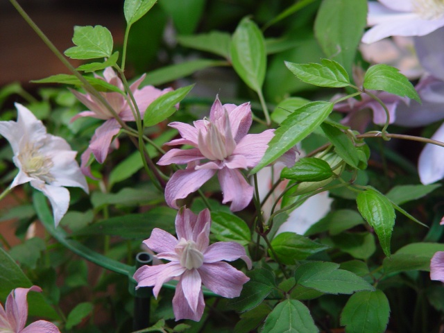 按此在新視窗瀏覽圖片