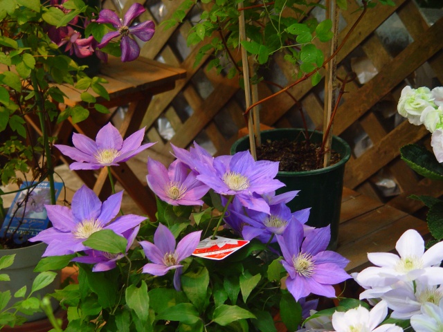 按此在新視窗瀏覽圖片