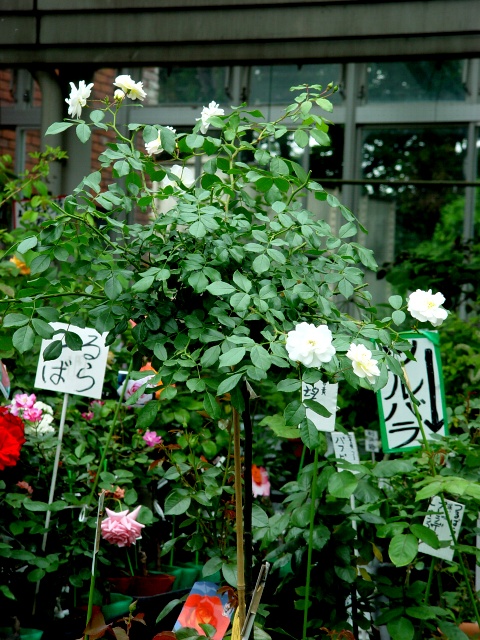 按此在新視窗瀏覽圖片