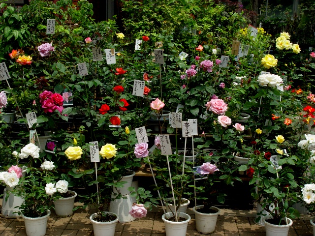 按此在新視窗瀏覽圖片