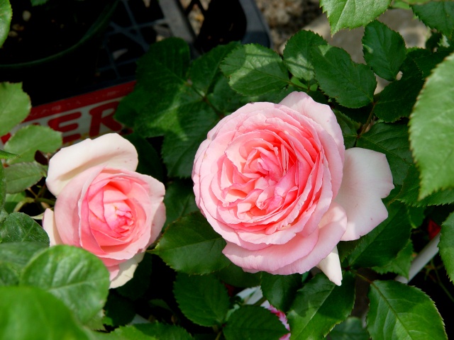 按此在新視窗瀏覽圖片