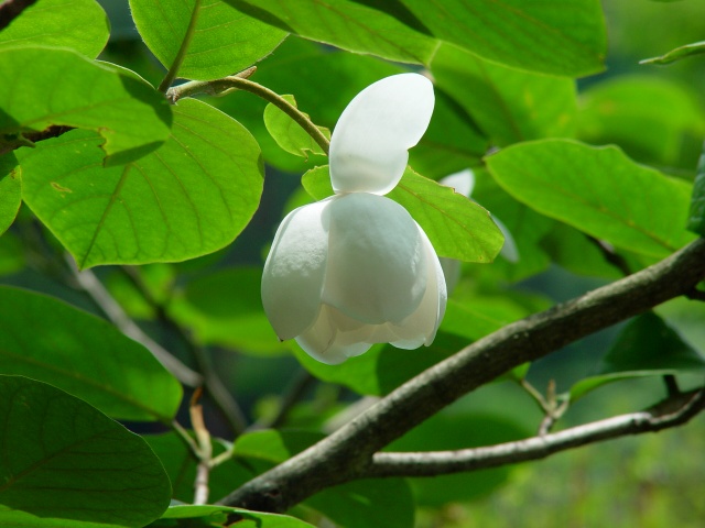 按此在新視窗瀏覽圖片