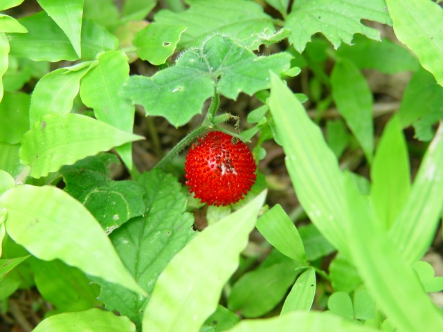 按此在新視窗瀏覽圖片