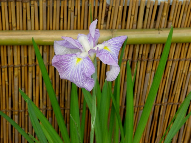 按此在新視窗瀏覽圖片