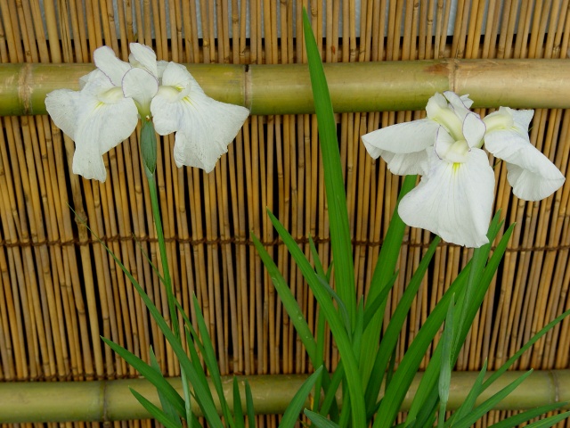 按此在新視窗瀏覽圖片