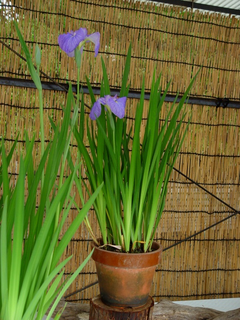 按此在新視窗瀏覽圖片