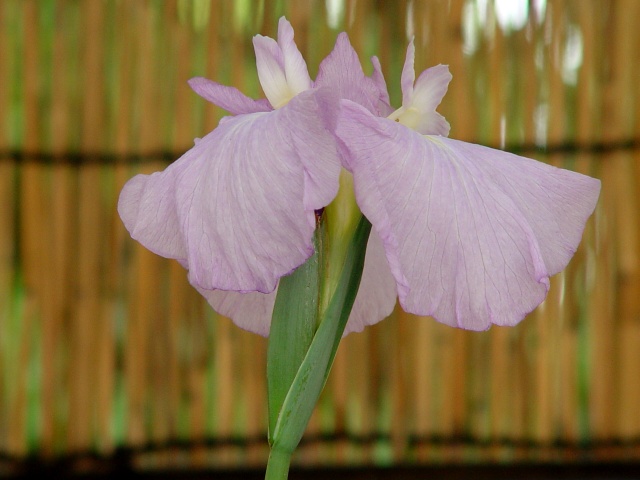 按此在新視窗瀏覽圖片