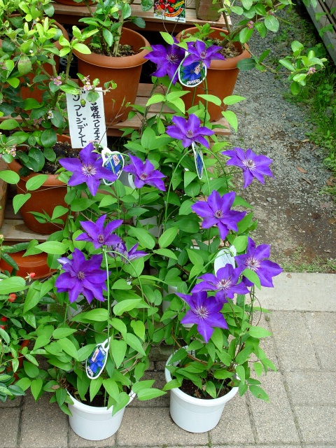 按此在新視窗瀏覽圖片