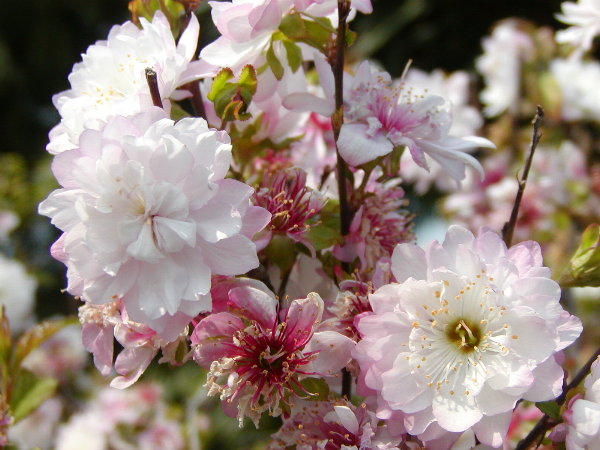 按此在新視窗瀏覽圖片