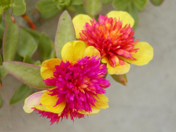 按此在新視窗瀏覽圖片