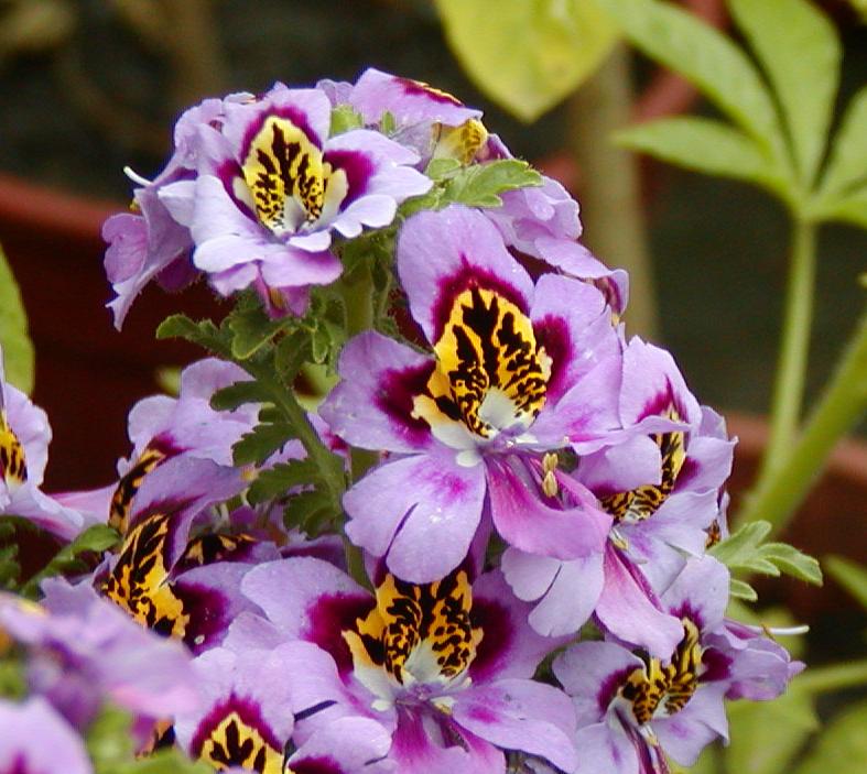 按此在新視窗瀏覽圖片