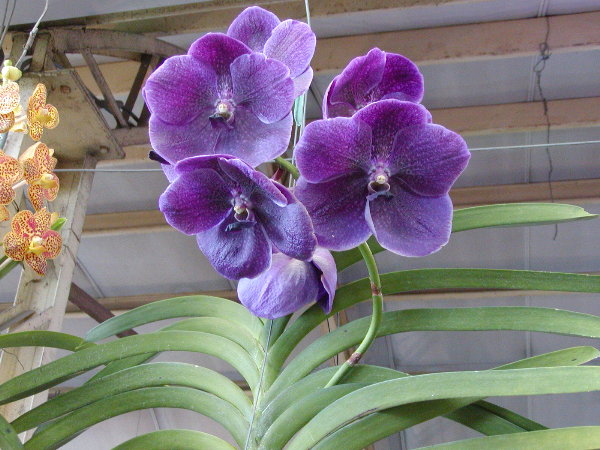 按此在新視窗瀏覽圖片