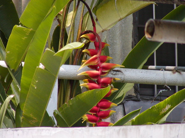 按此在新視窗瀏覽圖片