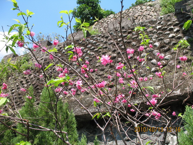 按此在新視窗瀏覽圖片