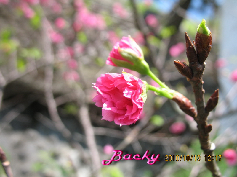 按此在新視窗瀏覽圖片