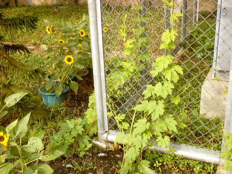 按此在新視窗瀏覽圖片