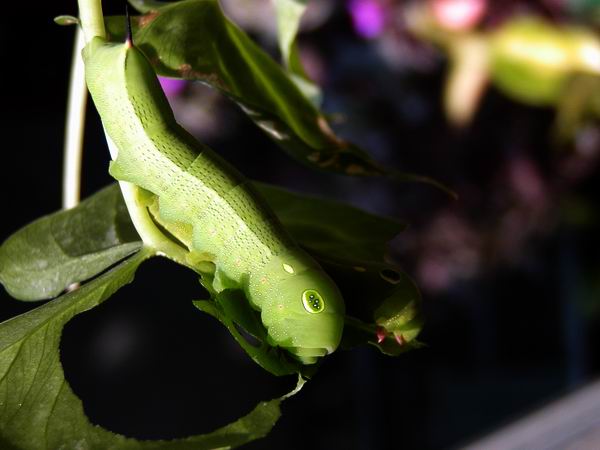 按此在新視窗瀏覽圖片