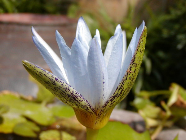 按此在新視窗瀏覽圖片