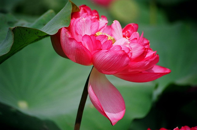 按此在新視窗瀏覽圖片